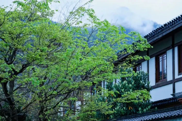 https://p-storage.shanhaitong.com/xm/xmi/ua/41ICu/i/dfc43711c0c2588ae98dc0c7d02b0afb-sz_229740.jpg?x-oss-process=image/resize,w_750/format,webp
